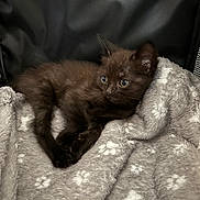 Sweety participe au concours pour gagner de l'argent avec cette photo : kitten, black_cat, pet, animal, feline, cute, young, cozy, blanket, soft, indoor, resting, fur, small, comfort, domestic_animal, lying_down, closeup, mammal, sleepy