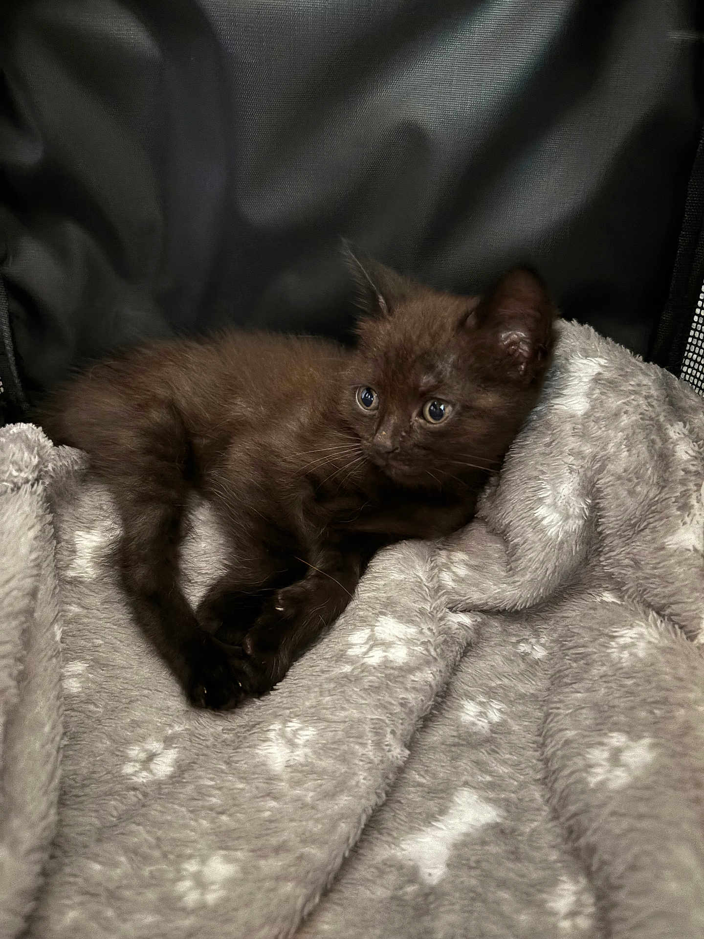 Sweety participe au concours pour gagner de l'argent avec cette photo : kitten, black_cat, pet, animal, feline, cute, young, cozy, blanket, soft, indoor, resting, fur, small, comfort, domestic_animal, lying_down, closeup, mammal, sleepy