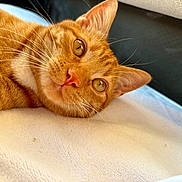 Sunny participe au concours pour gagner de l'argent avec cette photo : animal, blanket, cat, close_up, cozy, curious_eyes, cute, domestic_cat, feline, fur, ginger_cat, indoor, laying_down, mammal, pet, portrait, relaxed, resting, soft_texture, whiskers