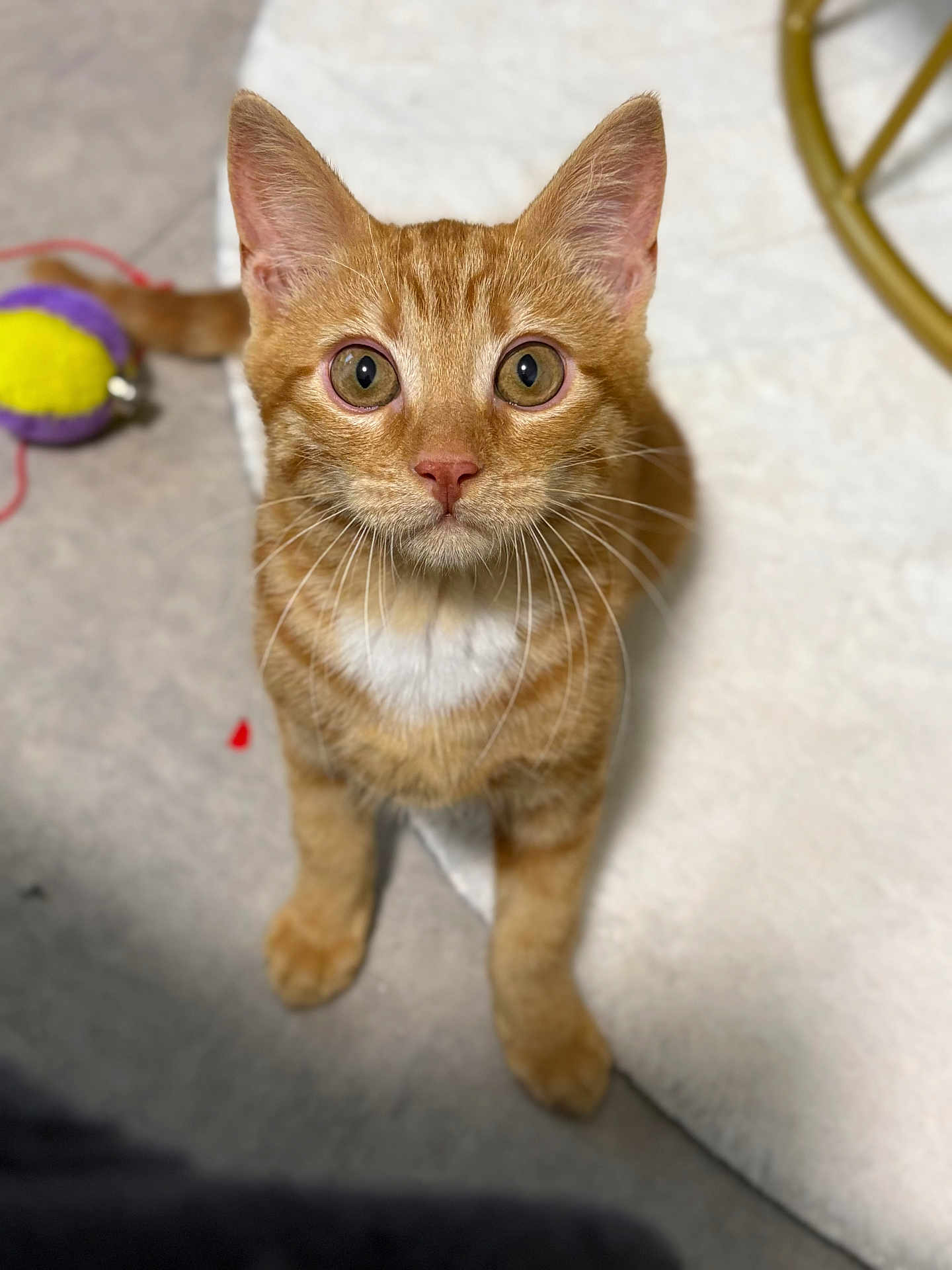 Sunny participe au concours pour gagner de l'argent avec cette photo : cat, orange_tabby, pet, animal, curious, feline, whiskers, toy_mouse, indoor, floor, closeup, looking_up, cute, ears, eyes, paws, fur, domestic_cat, soft_surface, playful