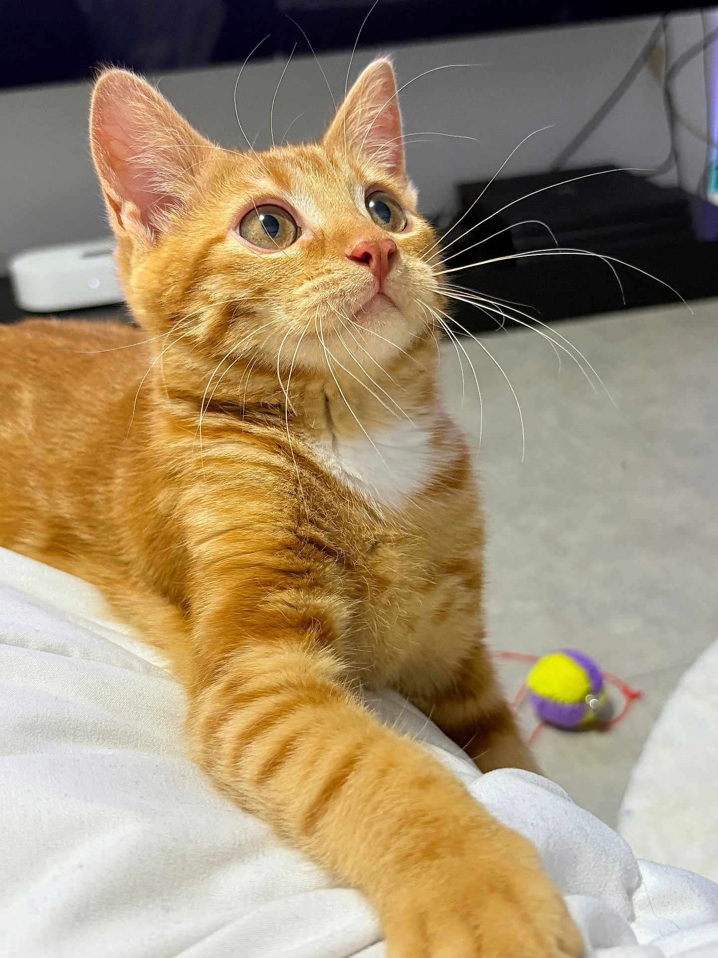 Sunny a rejoint le concours — aidez-le/la à gagner de superbes lots ! cat, orange_tabby, paw, whiskers, indoor, toy_ball, curious, feline, pet, animal, closeup, fur, white_chest, looking_up, soft_light, domestic_cat, playful, bed, blanket, floor