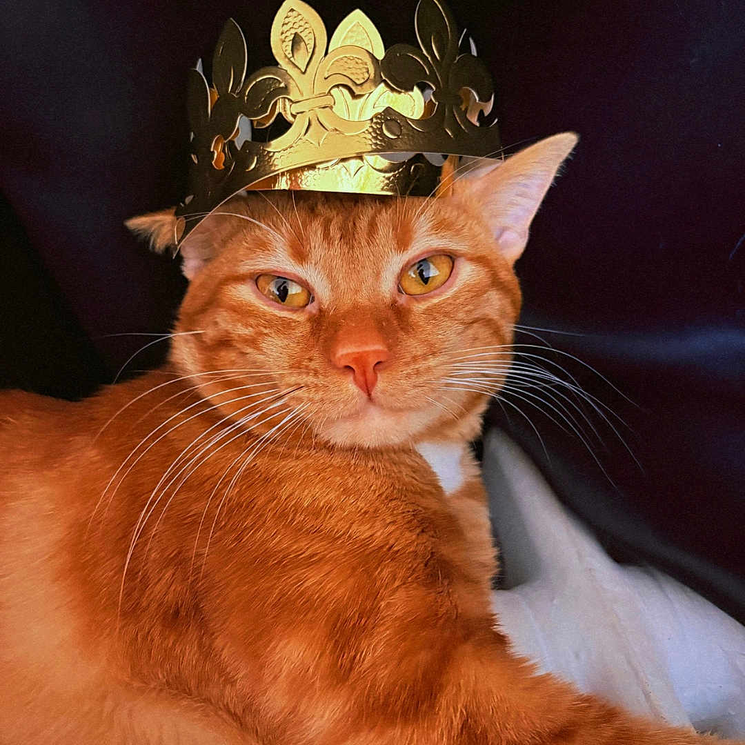 Sunny a rejoint le concours — aidez-le/la à gagner de superbes lots ! animal, cat, closeup, crown, cute, domestic_cat, feline, fur, ginger_cat, indoor, king, laying_down, mammal, orange_fur, pet, portrait, regal, relaxed, royalty, whiskers