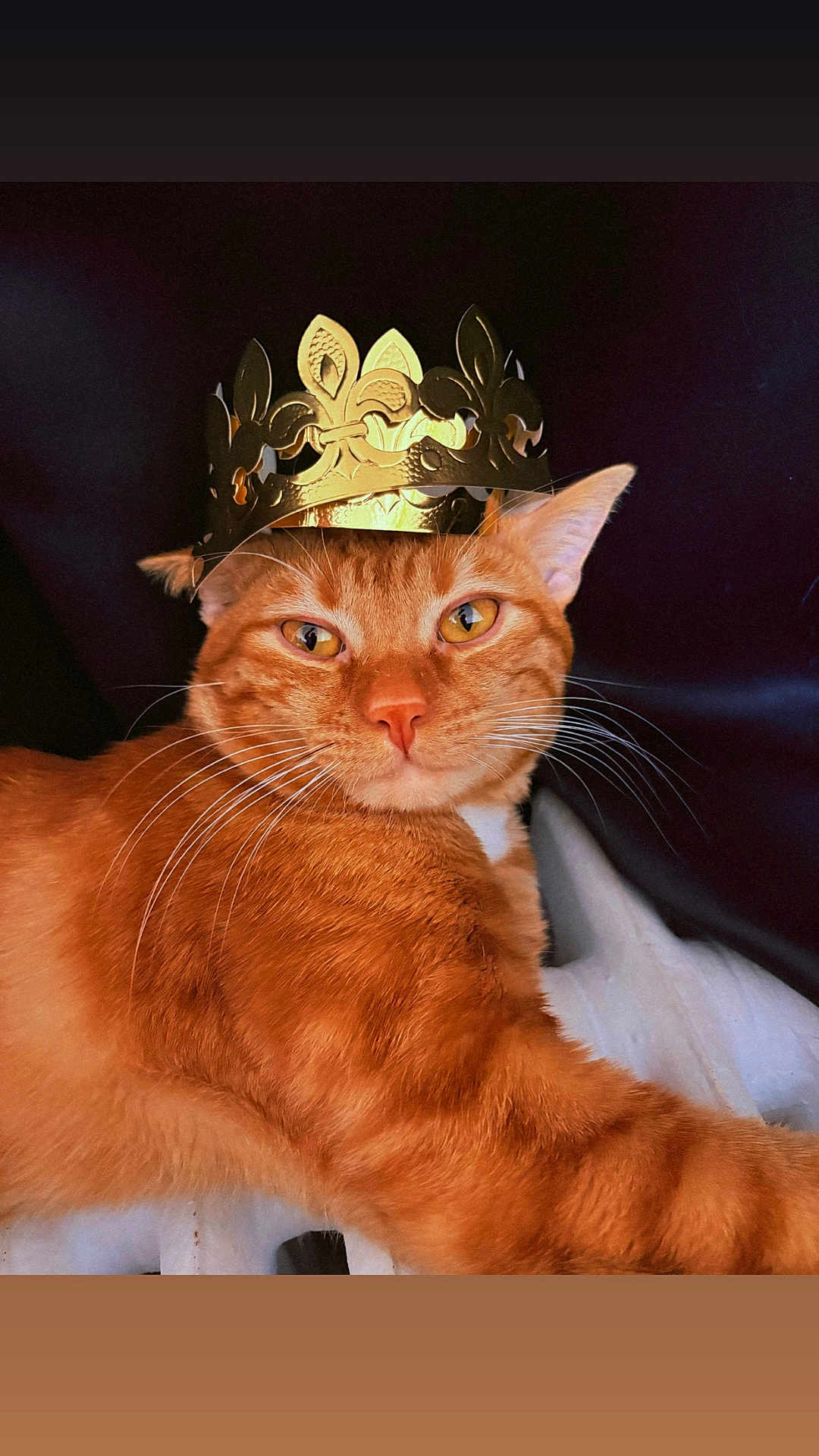 Sunny a rejoint le concours — aidez-le/la à gagner de superbes lots ! animal, cat, closeup, crown, cute, domestic_cat, feline, fur, ginger_cat, indoor, king, laying_down, mammal, orange_fur, pet, portrait, regal, relaxed, royalty, whiskers