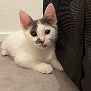 Slouky a rejoint le concours — aidez-le/la à gagner de superbes lots ! animal, black_bag, cat, closeup, curious, cute, domestic, ears, floor, fur, gray_spots, indoor, kitten, looking, pet, resting, small, whiskers, white_cat, young