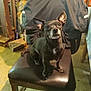 adult, animal, armchair, barstool, bulldog, canine, chair, chihuahua, dog, frenchbulldog, furniture, hound, male, man, person, pet, plywood, pug, puppy, wood