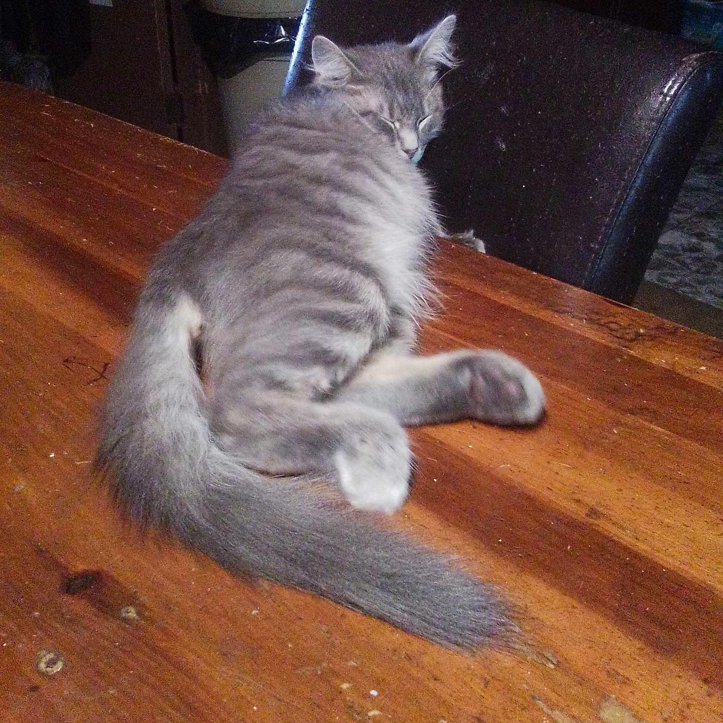 Mark Anthony King is registered to the contest to win money with this photo: abyssinian, animal, architecture, building, cat, chair, desk, diningroom, diningtable, furniture, hardwood, indoors, interiordesign, kitten, pet, plywood, room, stainedwood, table, wood