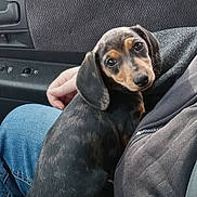 Willow King is registered to the contest to win money with this photo: dachshund, puppy, dog, pet, lap, person, hand, jeans, jacket, car_interior, door, window, seat, black_fur, brown_fur, cute, animal, companion, indoor, closeup