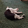 animal, black_and_white, carpet, cat, cozy, cute, domestic_animal, feline, fur, home, indoor, lying_down, paw, pet, quiet, relaxed, resting, sleeping, stretching, whiskers
