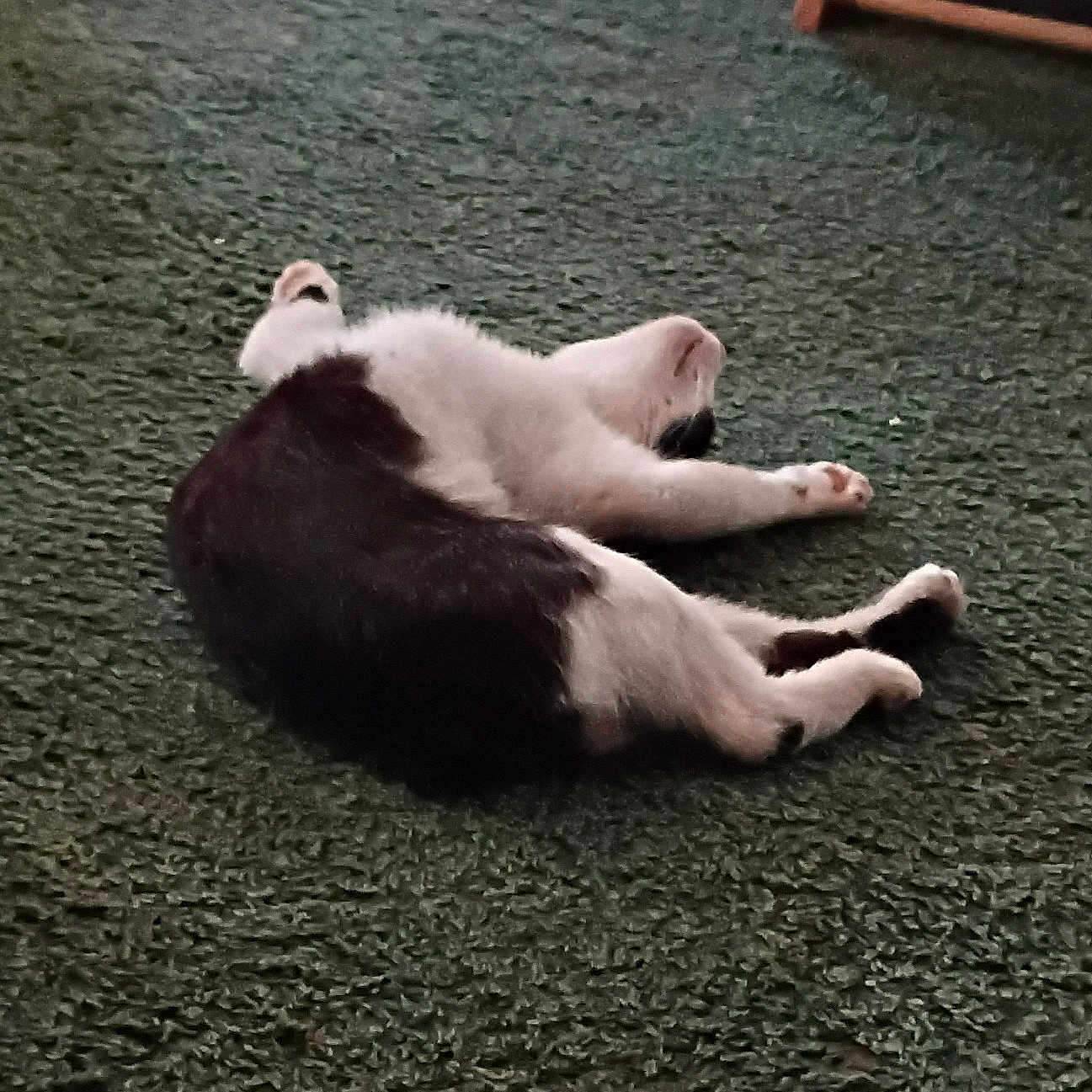 Mr Socks