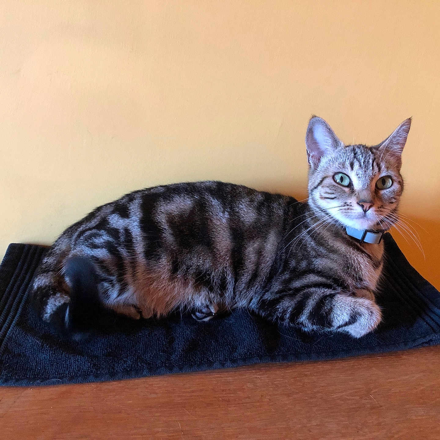 Moon a rejoint le concours — aidez-le/la à gagner de superbes lots ! abyssinian, animal, blanket, cat, couch, cushion, egyptiancat, furniture, hardwood, homedecor, indoors, kitten, manx, mat, person, pet, sleeping, stainedwood, towel, wood