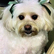 Ms Gracie is registered to the contest to win money with this photo: adorable, animal, bow, closeup, companion, cute, cute_pet, dog, domestic_animal, ears, face, fluffy, friendly, fur, groomed, indoor, nose, pet, portrait, white_fur