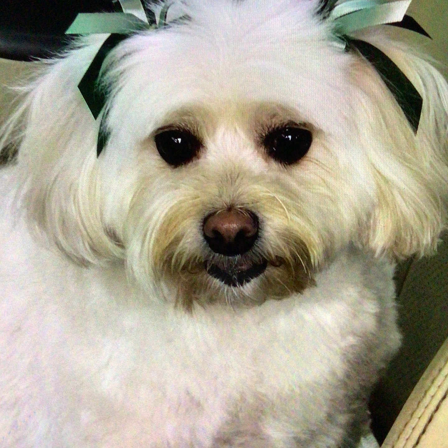 Ms Gracie is registered to the contest to win money with this photo: adorable, animal, bow, closeup, companion, cute, cute_pet, dog, domestic_animal, ears, face, fluffy, friendly, fur, groomed, indoor, nose, pet, portrait, white_fur