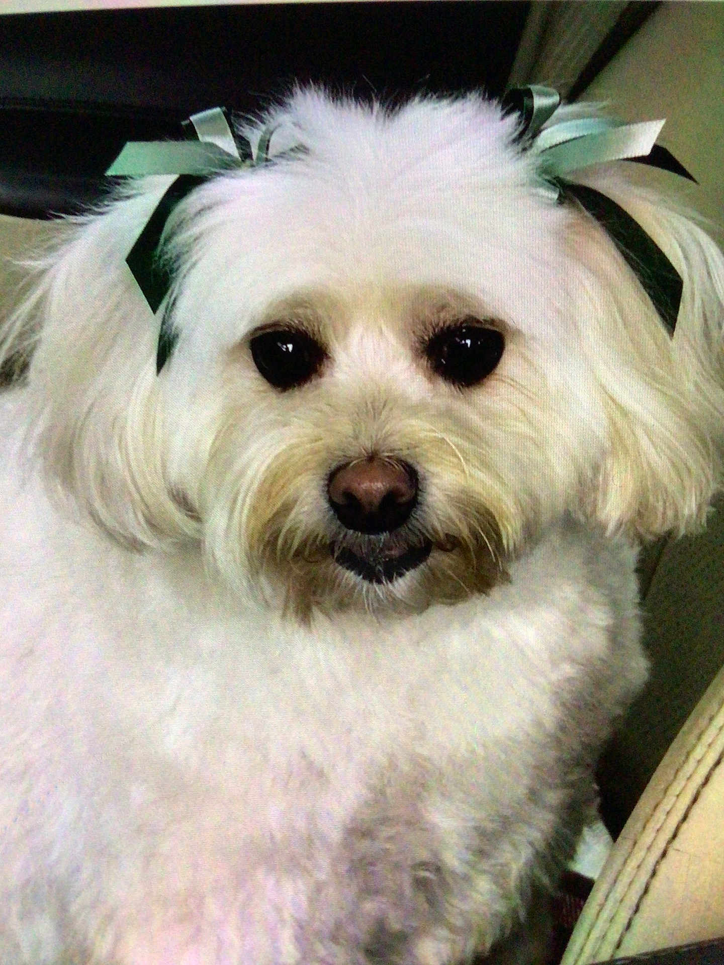 Ms Gracie is registered to the contest to win money with this photo: adorable, animal, bow, closeup, companion, cute, cute_pet, dog, domestic_animal, ears, face, fluffy, friendly, fur, groomed, indoor, nose, pet, portrait, white_fur