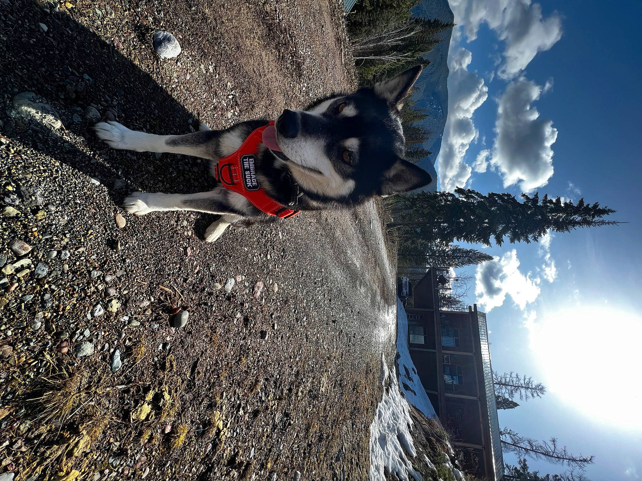 Bundy Louise joined the competition — help win amazing prizes! adventure, asphalt, canidae, carmine, carnivore, cloud, dog, dog_breed, extreme_sport, fun, plant, recreation, shadow, sky, slope, soil, sporting_group, tree, water, winter
