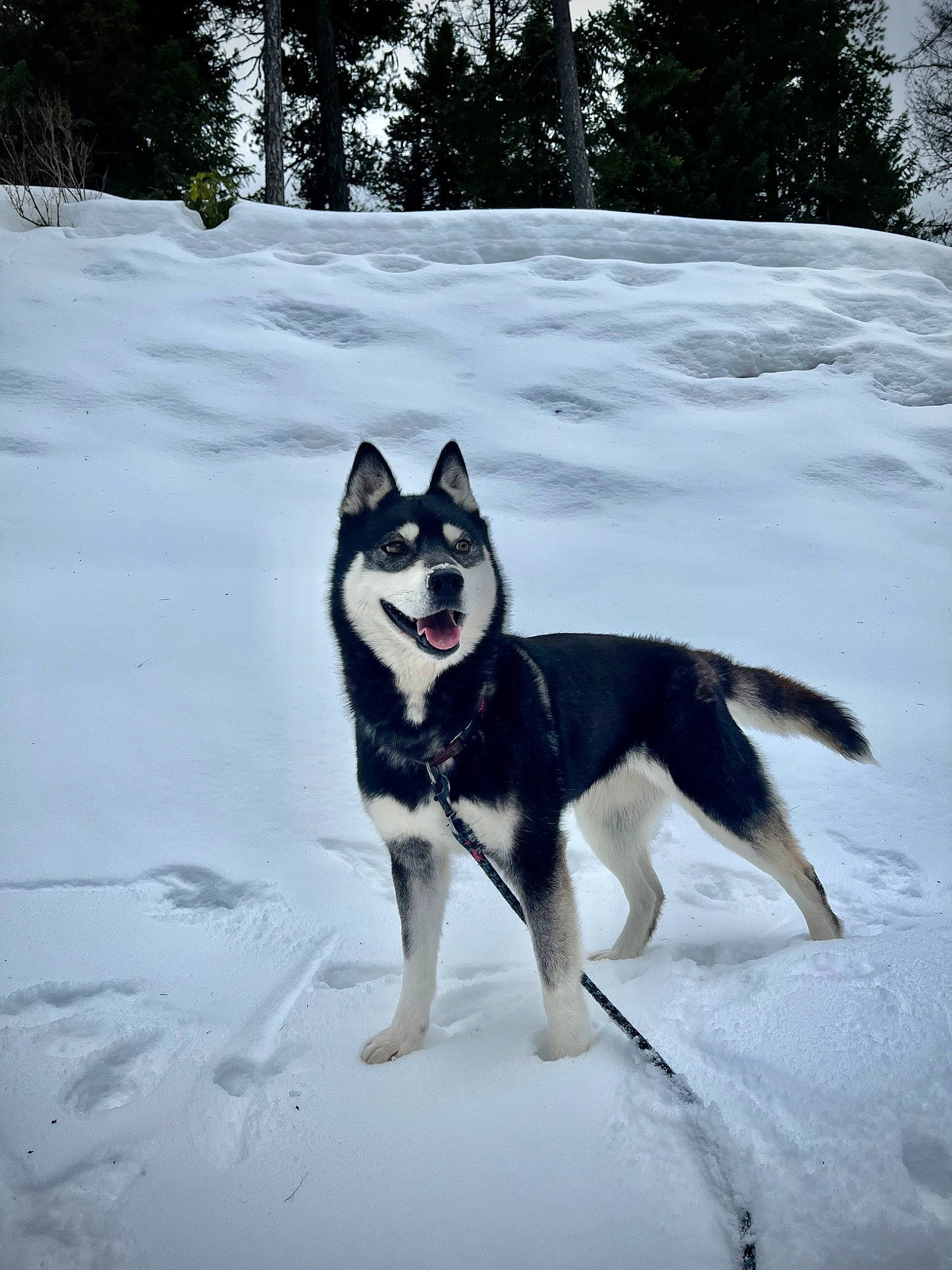 Bundy Louise joined the competition — help win amazing prizes! canidae, carnivore, companion_dog, dog, dog_breed, dog_supply, freezing, non_sporting_group, plant, recreation, sky, sled_dog, snout, snow, sporting_group, tail, tree, winter, working_animal, working_dog