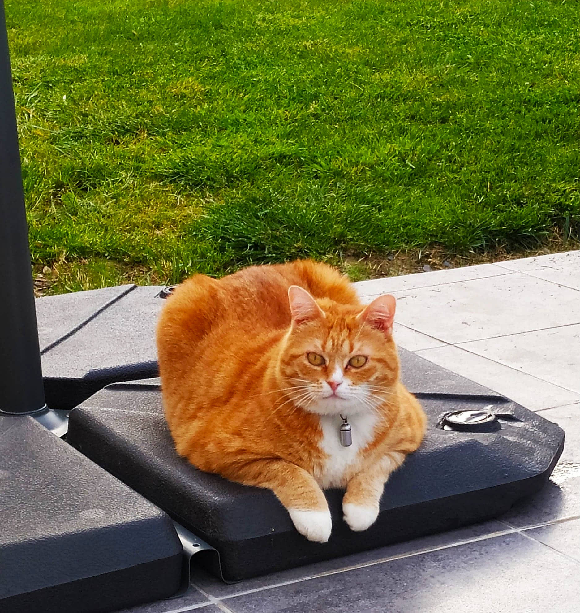 Eden participe au concours pour gagner de l'argent avec cette photo : aegean_cat, carnivore, cat, domestic_short_haired_cat, european_shorthair, felidae, fur, kitten, paw, plant, polydactyl_cat, sitting, small_to_medium_sized_cats, tabby_cat, table, tail, whiskers