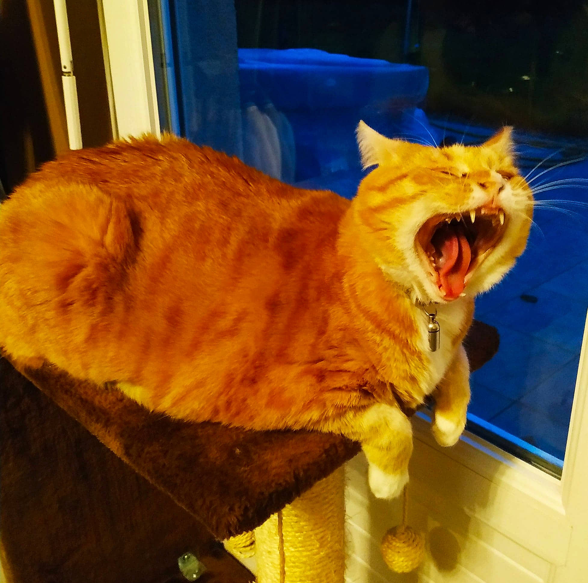 Eden a rejoint le concours — aidez-le/la à gagner de superbes lots ! carnivore, cat, domestic_short_haired_cat, european_shorthair, facial_expression, fawn, felidae, fur, german_rex, kurilian_bobtail, small_to_medium_sized_cats, snout, tabby_cat, tail, whiskers, yellow