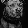 Saiyan a rejoint le concours — aidez-le/la à gagner de superbes lots ! animal, black_and_white, canine, close_up, collar, detailed, dog, ears, expression, fur, headshot, looking_away, monochrome, nostrils, pet, portrait, studio_lighting, texture, water_droplets, wet