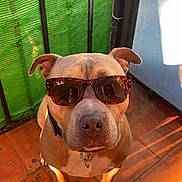 Saiyan participe au concours pour gagner de l'argent avec cette photo : accessory, animal, blue_wall, brown_dog, canine, closeup, collar, dog, ears_up, floor, green_fence, looking_up, outdoor, pet, rayban, shadow, sitting, sunglasses, sunlight, tile_floor