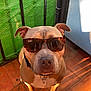 accessory, animal, blue_wall, brown_dog, canine, closeup, collar, dog, ears_up, floor, green_fence, looking_up, outdoor, pet, rayban, shadow, sitting, sunglasses, sunlight, tile_floor