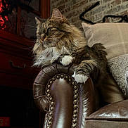 Bella joined the competition — help win amazing prizes! cat, tabby_cat, fluffy, longhaired, feline, pet, animal, sitting, lounging, paws, whiskers, ears, fur, brown, white, leather_chair, armchair, cushion, brick_wall, indoors