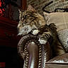 cat, tabby_cat, fluffy, longhaired, feline, pet, animal, sitting, lounging, paws, whiskers, ears, fur, brown, white, leather_chair, armchair, cushion, brick_wall, indoors