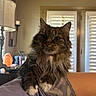 Bella is registered to the contest to win money with this photo: cat, furry, fluffy, long_hair, brown, tabby, pet, animal, portrait, sitting, indoors, home, lap, whiskers, ears, eyes, paws, blanket, lamp, window