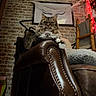 Bella is registered to the contest to win money with this photo: cat, long_hair, fluffy, tabby, pet, animal, face, whiskers, ears, paws, sitting, perched, leather_chair, armchair, living_room, brick_wall, blanket, festive_lights, indoor, portrait