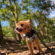Bones is registered to the contest to win money with this photo: alert, animal, blurred_background, brown_fur, canine, cute, daylight, dog, forest, harness, leaf_litter, leash, nature, outdoor, pet, small_dog, sunlight, tongue_out, trees, walking
