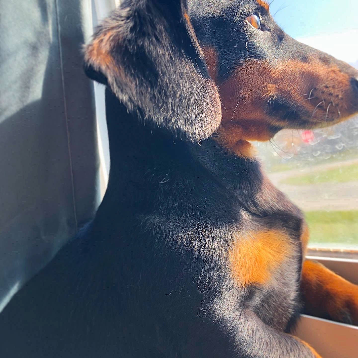 Joey joined the competition — help win amazing prizes! austrian_black_and_tan_hound, canidae, carnivore, companion_dog, dog, dog_breed, ear, hound, huntaway, hunting_dog, jagdterrier, rare_breed_dog, snout, sporting_group, tyrolean_hound