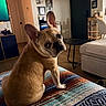Valentina is registered to the contest to win money with this photo: dog, french_bulldog, pet, canine, sitting, wide_eyes, side_eye, wrinkled_face, large_ears, short_snout, tan_fur, indoor, living_room, blanket, colorful_pattern, sofa, coffee_table, home_decor, portrait, funny_expression