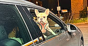 Valentina is registered to the contest to win money with this photo: french_bulldog, dog, pet, car, car_window, night, street, urban, city, streetlight, building, speed_limit_sign, leash, harness, sitting, looking_at_camera, portrait, outdoor, automobile, funny