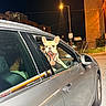 french_bulldog, dog, pet, car, car_window, night, street, urban, city, streetlight, building, speed_limit_sign, leash, harness, sitting, looking_at_camera, portrait, outdoor, automobile, funny