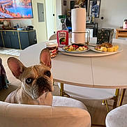Valentina joined the competition — help win amazing prizes! dog, french_bulldog, pet, animal, face, ears, blue_eyes, indoors, dining_room, table, chair, food, pastries, fruit, paper_towel, lemonade, chocolate_spread, television, wall_art, home_decor