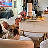 dog, french_bulldog, pet, animal, face, ears, blue_eyes, indoors, dining_room, table, chair, food, pastries, fruit, paper_towel, lemonade, chocolate_spread, television, wall_art, home_decor