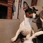 Nala a rejoint le concours — aidez-le/la à gagner de superbes lots ! dog, pet, couch, living_room, indoor, fur, ears, snout, brick_fireplace, home, animal, two_dogs, brown, white, black, relaxed, curious, furniture, canine, domestic