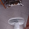 cat, tabby_cat, floor, tile_floor, fan, oscillating_fan, wooden_chair, tablecloth, checkered, indoor, relaxed, pet, animal, furniture, home, resting, domestic_cat, striped, whiskers, paws