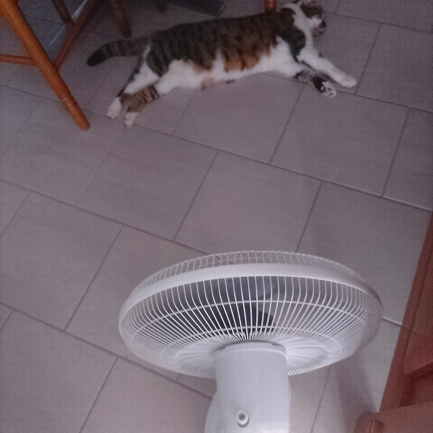 Moustache a rejoint le concours — aidez-le/la à gagner de superbes lots ! cat, tabby_cat, floor, tile_floor, fan, oscillating_fan, wooden_chair, tablecloth, checkered, indoor, relaxed, pet, animal, furniture, home, resting, domestic_cat, striped, whiskers, paws