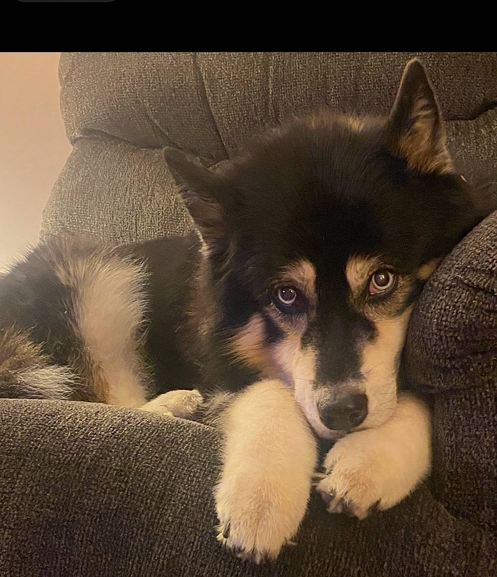 Roxie joined the competition — help win amazing prizes! canidae, carnivore, comfort, companion_dog, couch, dog, dog_breed, fur, herding_dog, monochrome, monochrome_photography, snout, sporting_group, square, terrestrial_animal, tints_and_shades, whiskers, working_animal, working_dog