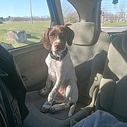 Tao a rejoint le concours — aidez-le/la à gagner de superbes lots ! dog, puppy, car_interior, car_seat, window, sunlight, blanket, seatbelt, collar, brown, white, spots, young_dog, pet, domestic_animal, looking_at_camera, shadow, nature_outside, trees, road_sign