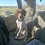 dog, puppy, car_interior, car_seat, window, sunlight, blanket, seatbelt, collar, brown, white, spots, young_dog, pet, domestic_animal, looking_at_camera, shadow, nature_outside, trees, road_sign