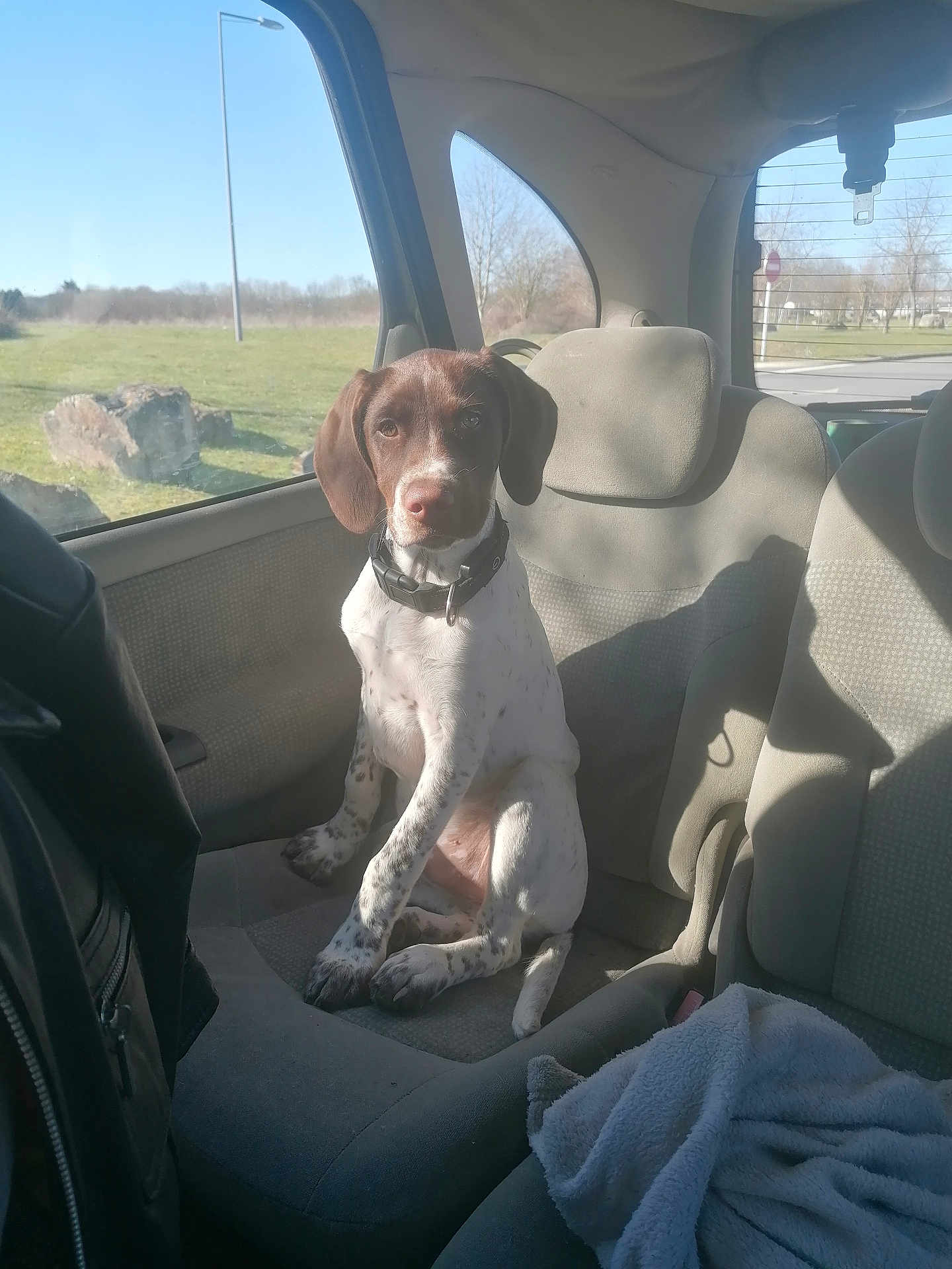 Tao a rejoint le concours — aidez-le/la à gagner de superbes lots ! dog, puppy, car_interior, car_seat, window, sunlight, blanket, seatbelt, collar, brown, white, spots, young_dog, pet, domestic_animal, looking_at_camera, shadow, nature_outside, trees, road_sign