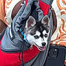 Willow is registered to the contest to win money with this photo: puppy, dog, husky, pet_carrier, red, gray, blue_collar, smartphone, tongue_out, happy, young_dog, close_up, mesh_fabric, person, orange_shirt, patterned_clothing, outdoor, cute, animal, pet