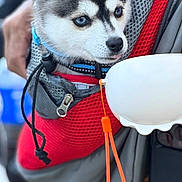 Willow is registered to the contest to win money with this photo: husky, puppy, dog, pet, carrier, blue_eyes, mesh, red, leash, outdoor, person, hand, curious, closeup, animal, cute, fur, portrait, young, companion