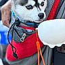 husky, puppy, dog, pet, carrier, blue_eyes, mesh, red, leash, outdoor, person, hand, curious, closeup, animal, cute, fur, portrait, young, companion