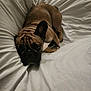 dog, french_bulldog, pet, bed, white_bed_sheet, wrinkled_face, ears, sleepy, cute, animal, domestic_animal, indoor, resting, fur, paw, canine, companion, lying_down, close_up, relaxed