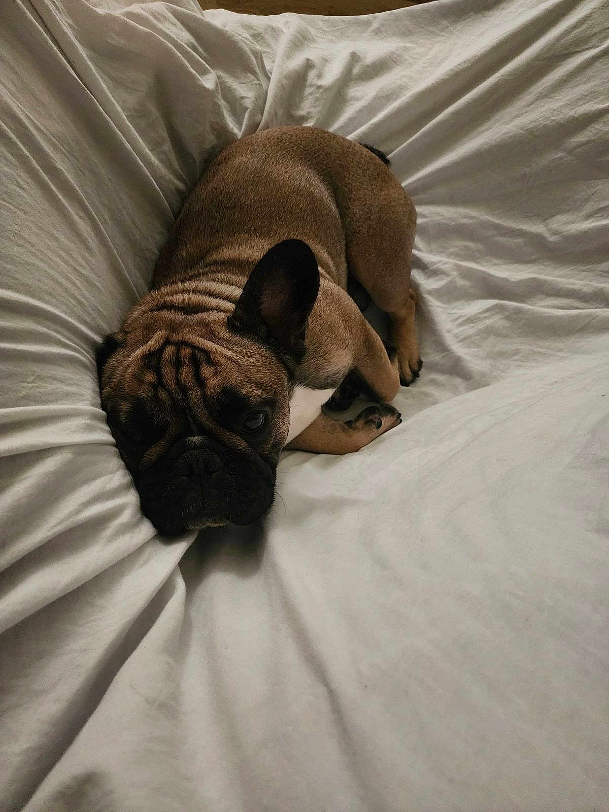 Buster