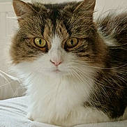 Tokyo a rejoint le concours — aidez-le/la à gagner de superbes lots ! cat, close_up, fluffy, yellow_eyes, white_fur, brown_fur, pet, animal, indoor, resting, soft_surface, whiskers, cute, feline, domestic_cat, portrait, relaxed, fur_texture, eye_contact, calm