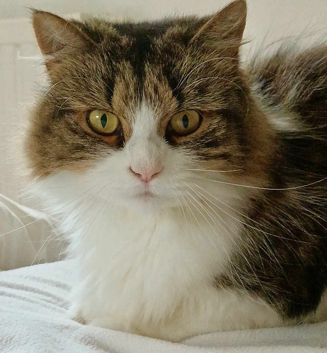 Tokyo a rejoint le concours — aidez-le/la à gagner de superbes lots ! cat, close_up, fluffy, yellow_eyes, white_fur, brown_fur, pet, animal, indoor, resting, soft_surface, whiskers, cute, feline, domestic_cat, portrait, relaxed, fur_texture, eye_contact, calm