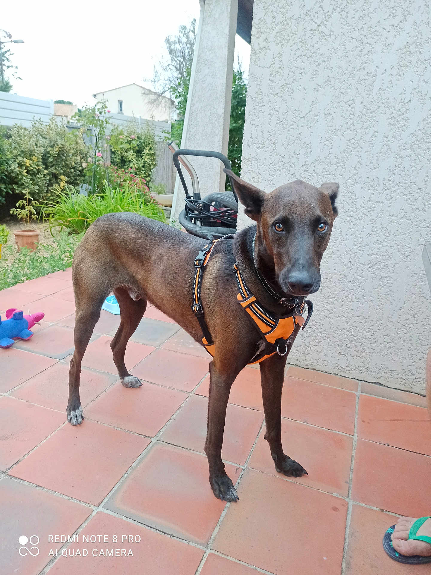 Lur a rejoint le concours — aidez-le/la à gagner de superbes lots ! dog, brown_dog, pet, canine, harness, outdoor, patio, tile_floor, garden, plants, leash, animal, standing, alert, curious, house_wall, footwear, foot, daylight, backyard
